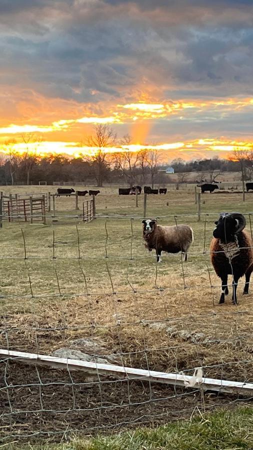 Shenandoah Valley Glamping - Amazing Views - Farm Edinburg エクステリア 写真